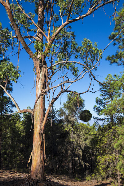 Eucalyptus tree, Tenerife Picture Board by Phil Crean