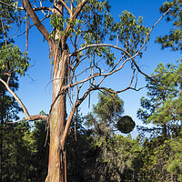 Buy canvas prints of Eucalyptus tree, Tenerife by Phil Crean
