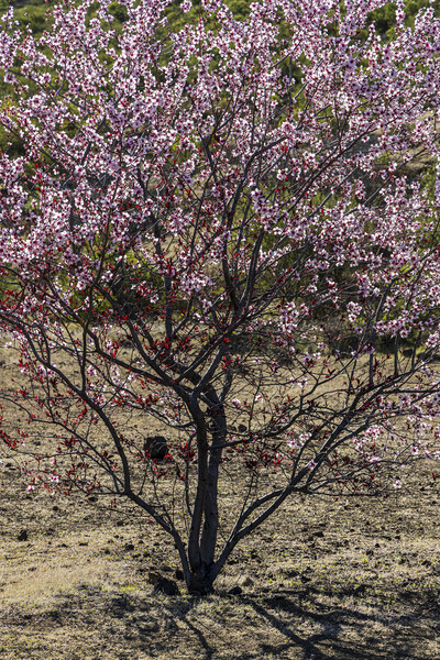 Pink almond blossom, Tenerife Picture Board by Phil Crean