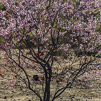 Buy canvas prints of Pink almond blossom, Tenerife by Phil Crean