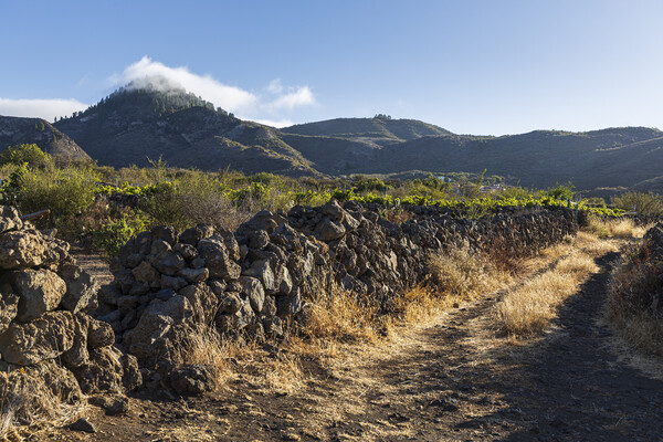 Rural path, Tenerife Picture Board by Phil Crean