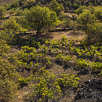 Buy canvas prints of Vines and almond trees, Tenerife by Phil Crean