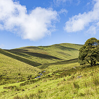 Buy canvas prints of Galtee mountains tree, County Limerick, Ireland by Phil Crean
