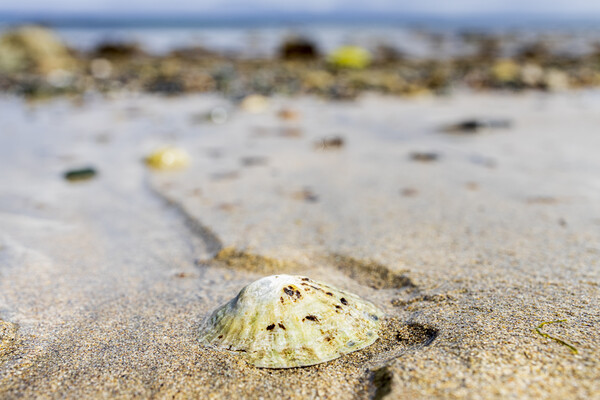 Limpet shell, Old head beach, Louisburgh, Mayo Ireland Picture Board by Phil Crean
