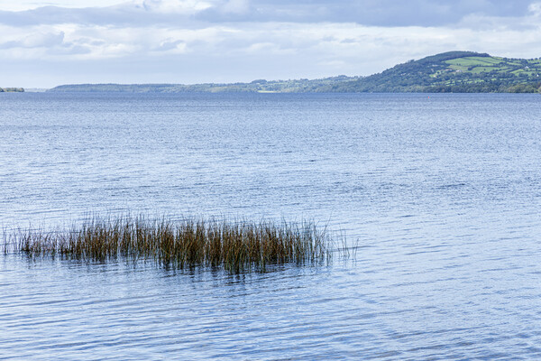 Reeds in Lough Derg, County Clare, Ireland Picture Board by Phil Crean