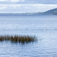 Buy canvas prints of Reeds in Lough Derg, County Clare, Ireland by Phil Crean