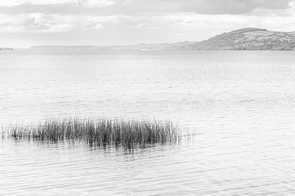 Reeds in Lough Derg, County Clare, Ireland Picture Board by Phil Crean