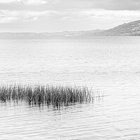 Buy canvas prints of Reeds in Lough Derg, County Clare, Ireland by Phil Crean