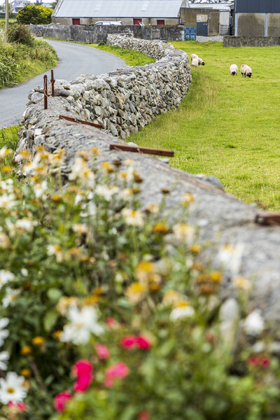 Dry stone wall and sheep, Mayo, Ireland Picture Board by Phil Crean