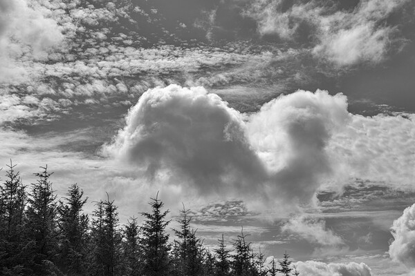 Cloudscape over fir trees Picture Board by Phil Crean