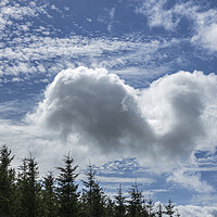 Buy canvas prints of Cloudscape over fir trees by Phil Crean