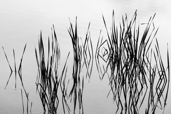 Reeds in water Picture Board by Phil Crean