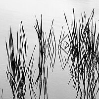 Buy canvas prints of Reeds in water by Phil Crean