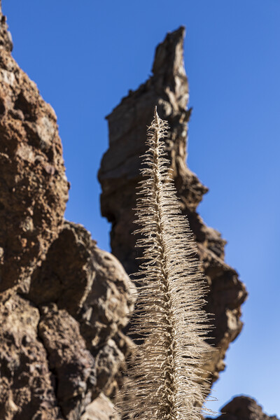 Tajinaste flower skeleton and volcanic rocks, Tenerife Picture Board by Phil Crean