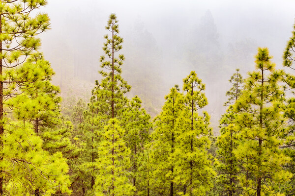 Misty day in the Tenerife pine forests Picture Board by Phil Crean