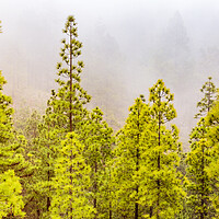 Buy canvas prints of Misty day in the Tenerife pine forests by Phil Crean