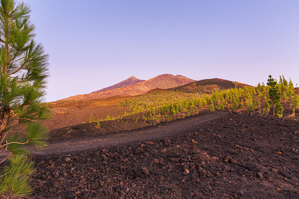 Teide and Pico Viejo at sunset, Tenerife Picture Board by Phil Crean