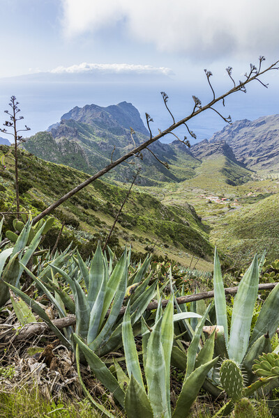 Agave cactus, Masca, Tenerife Picture Board by Phil Crean