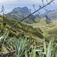 Buy canvas prints of Agave cactus, Masca, Tenerife by Phil Crean