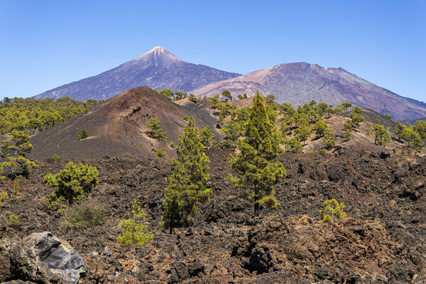 Mount Teide volcano, Tenerife Picture Board by Phil Crean