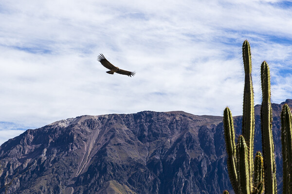 Condor soaring over the Andes, Peru Picture Board by Phil Crean