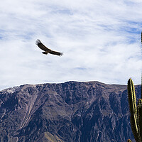 Buy canvas prints of Condor soaring over the Andes, Peru by Phil Crean