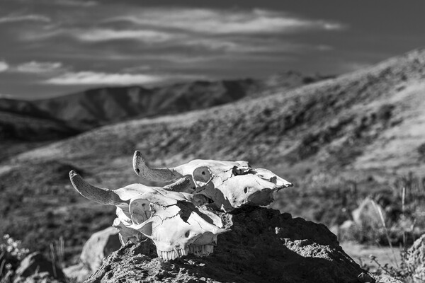 Bleached cattle skulls in Peru Picture Board by Phil Crean