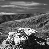 Buy canvas prints of Bleached cattle skulls in Peru by Phil Crean