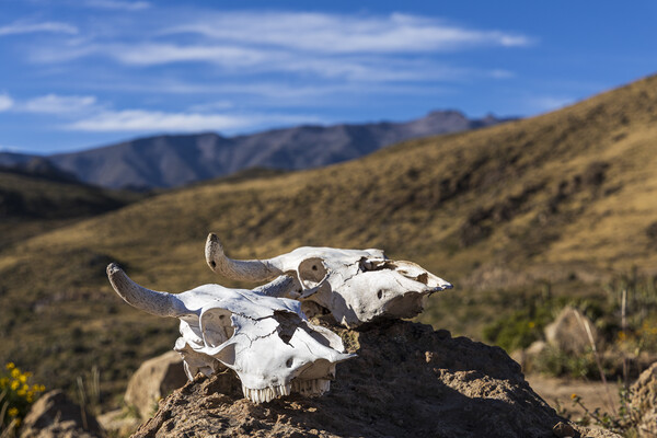 Bleached white cow skulls, Peru Picture Board by Phil Crean