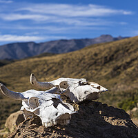Buy canvas prints of Bleached white cow skulls, Peru by Phil Crean