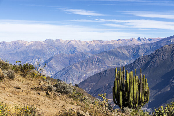 Cactus on the rim of the Colca Canyon, Peru Picture Board by Phil Crean