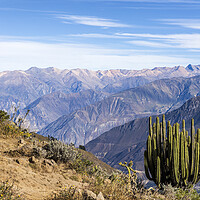 Buy canvas prints of Cactus on the rim of the Colca Canyon, Peru by Phil Crean