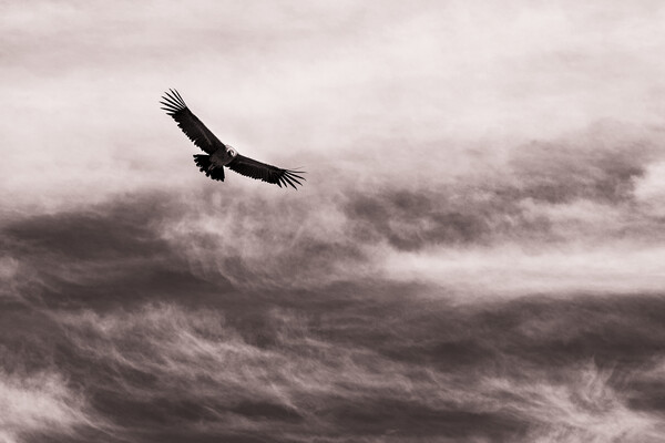 Condor against the sky, Peru Picture Board by Phil Crean