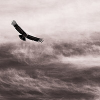 Buy canvas prints of Condor against the sky, Peru by Phil Crean