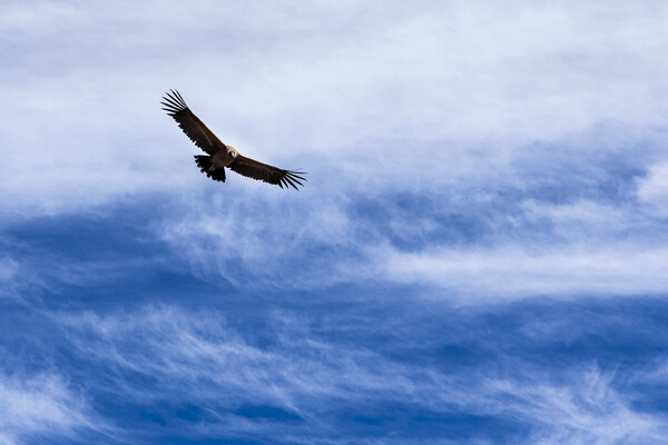 Condor flying high agains the sky, Peru Picture Board by Phil Crean