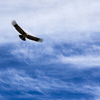 Buy canvas prints of Condor flying high agains the sky, Peru by Phil Crean