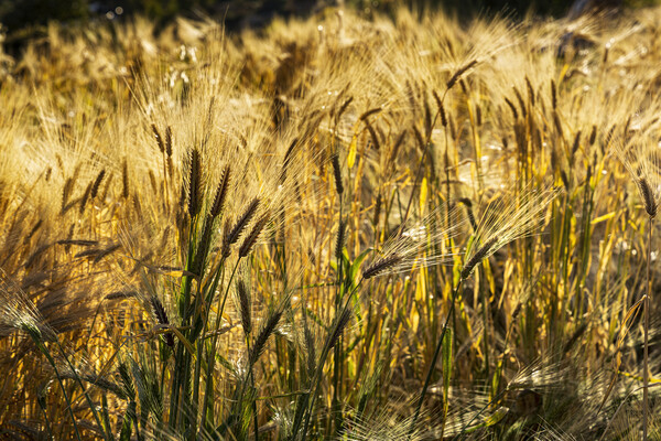 Golden barley, Peru Picture Board by Phil Crean