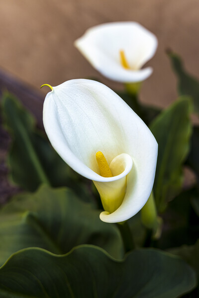 Aurum lily, or, Calla lily Picture Board by Phil Crean