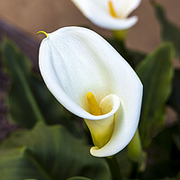 Buy canvas prints of Aurum lily, or, Calla lily by Phil Crean