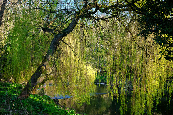 Weeping Willow on the River Blyth Picture Board by Jim Jones