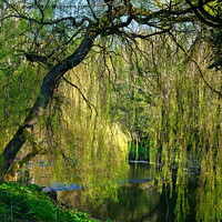 Buy canvas prints of Weeping Willow on the River Blyth by Jim Jones