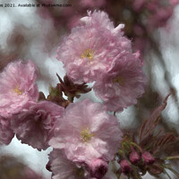 Buy canvas prints of Dreamy Soft Cherry Blossom by Jim Jones