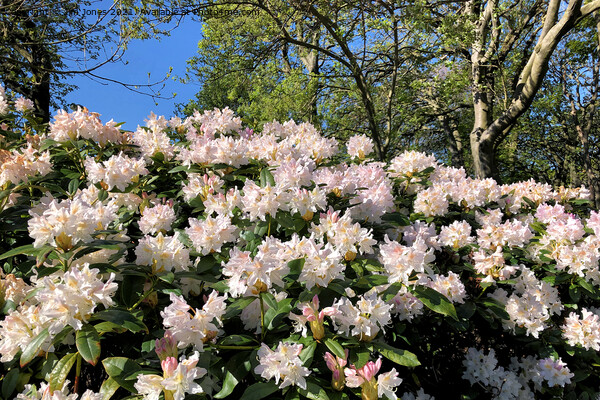 Rhododendrons under a blue sky Picture Board by Jim Jones