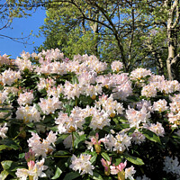 Buy canvas prints of Rhododendrons under a blue sky by Jim Jones