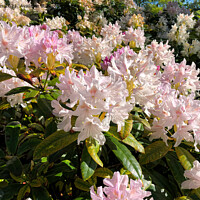 Buy canvas prints of Rhododendron Macro  by Jim Jones