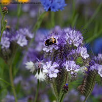 Buy canvas prints of Blue Tansey and Buzzy Bee (2) by Jim Jones