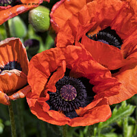 Buy canvas prints of Blood Red Poppies by Jim Jones