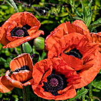 Buy canvas prints of Blood Red Poppies (Square Crop) by Jim Jones