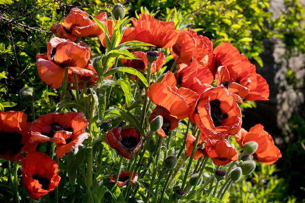Blood red back lit Poppies Picture Board by Jim Jones