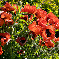Buy canvas prints of Blood red back lit Poppies by Jim Jones